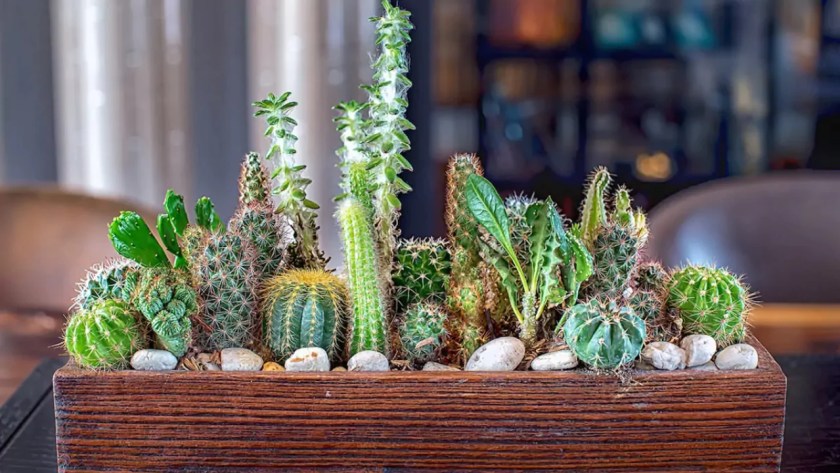 Can You Use Epsom Salt on Succulents? 3 Tiny succulents