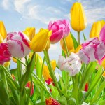 What to Do with Tulips After They Bloom