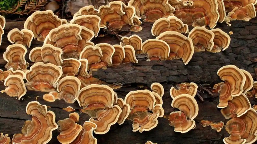 7 Weirdest Mushrooms In The World 2 Turkey Tail mushroom