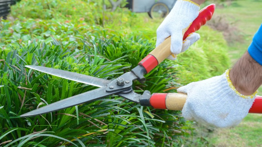 How to Cut Tall Grass without A Mower 4 Using Shears