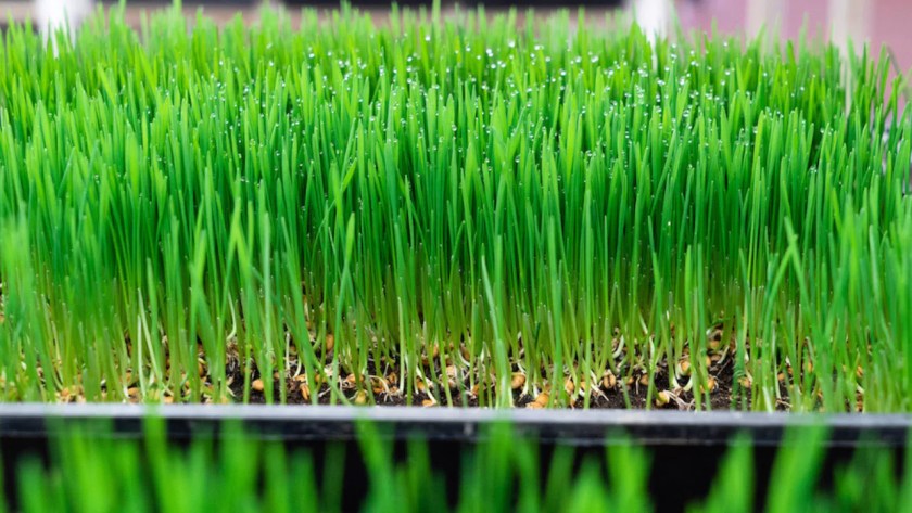 Wheatgrass Seeds for Sprouting – Grower’s Guide 3 Using wheatgrass