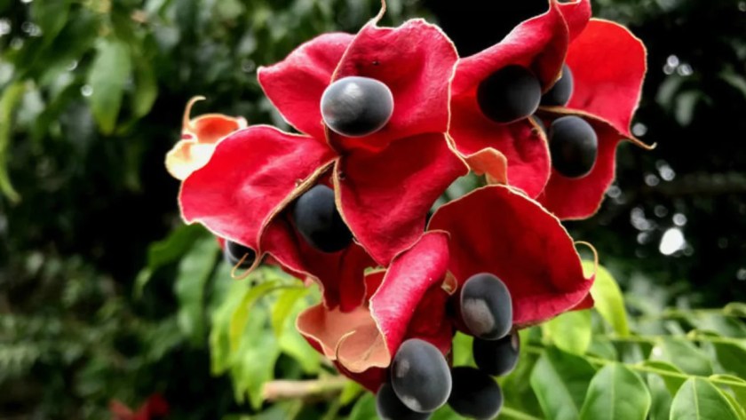 Growing Guide For Mgambo Tree 5 Watering Mgambo Trees
