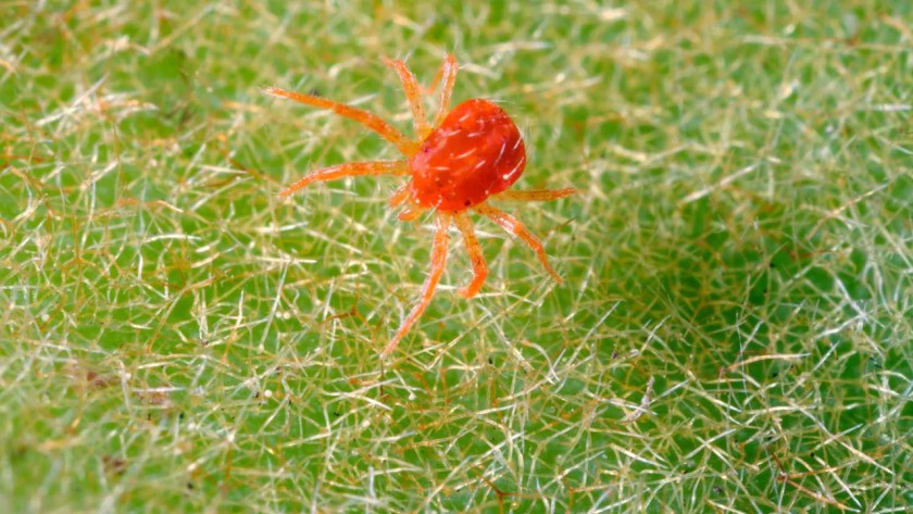 Cordyline Problems: Common Issues and Cures 8 What are spider mites