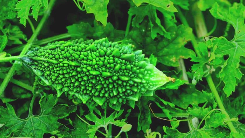 What Are The Best Fertilizers For The Bitter Gourd? 5 bitter gourds