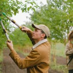 How to Make a Tree Grow New Branches
