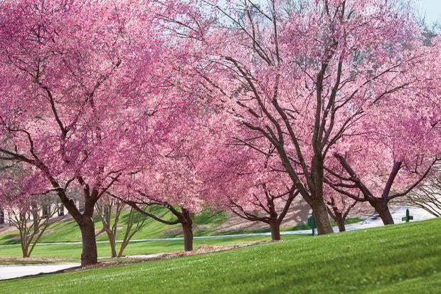 Beautiful spring blooming trees