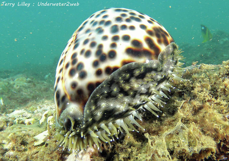 Cowrie Cleaning Freezing Freezing Seashells Look for a watertight bag and put the shells.