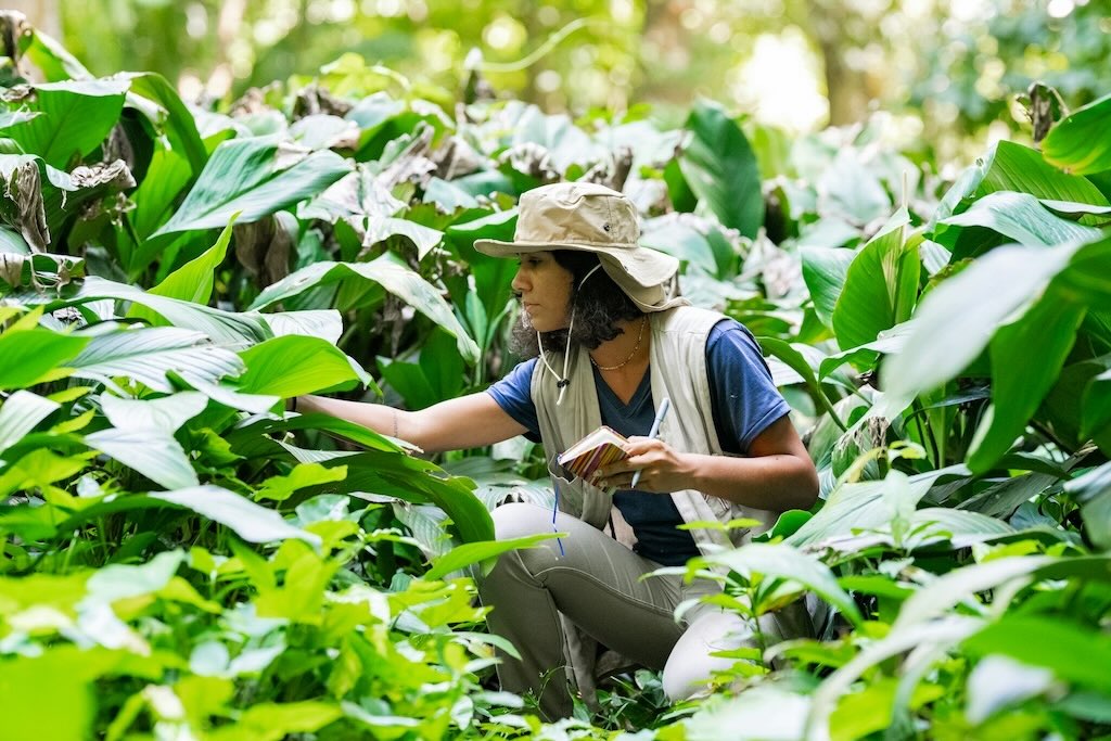Cosa sono i Crediti di Biodiversità: guida aggiornata 2025
