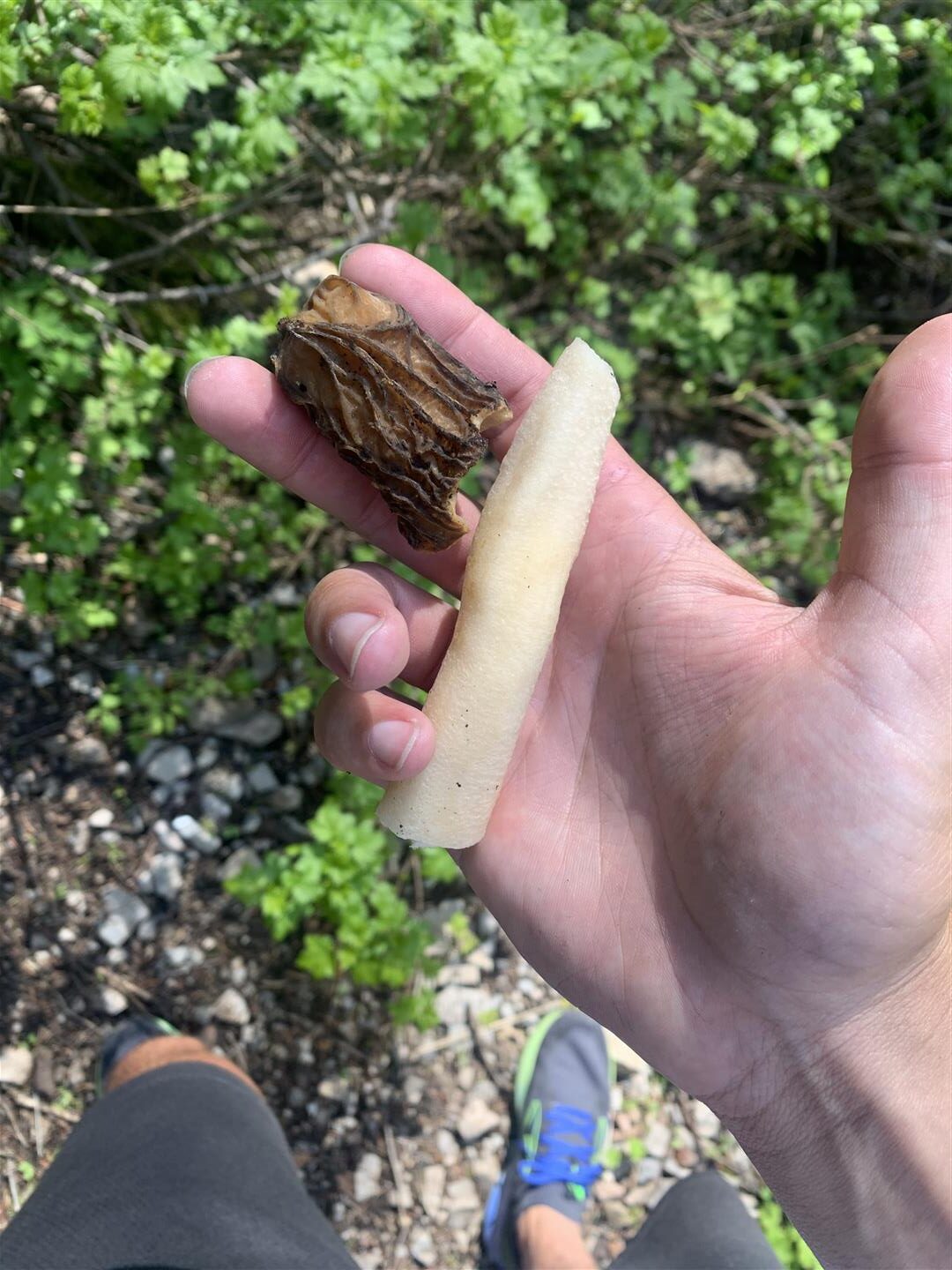 Morel Mushroom Sightings Maps - UT Bountiful 20230613 Large Rotated 