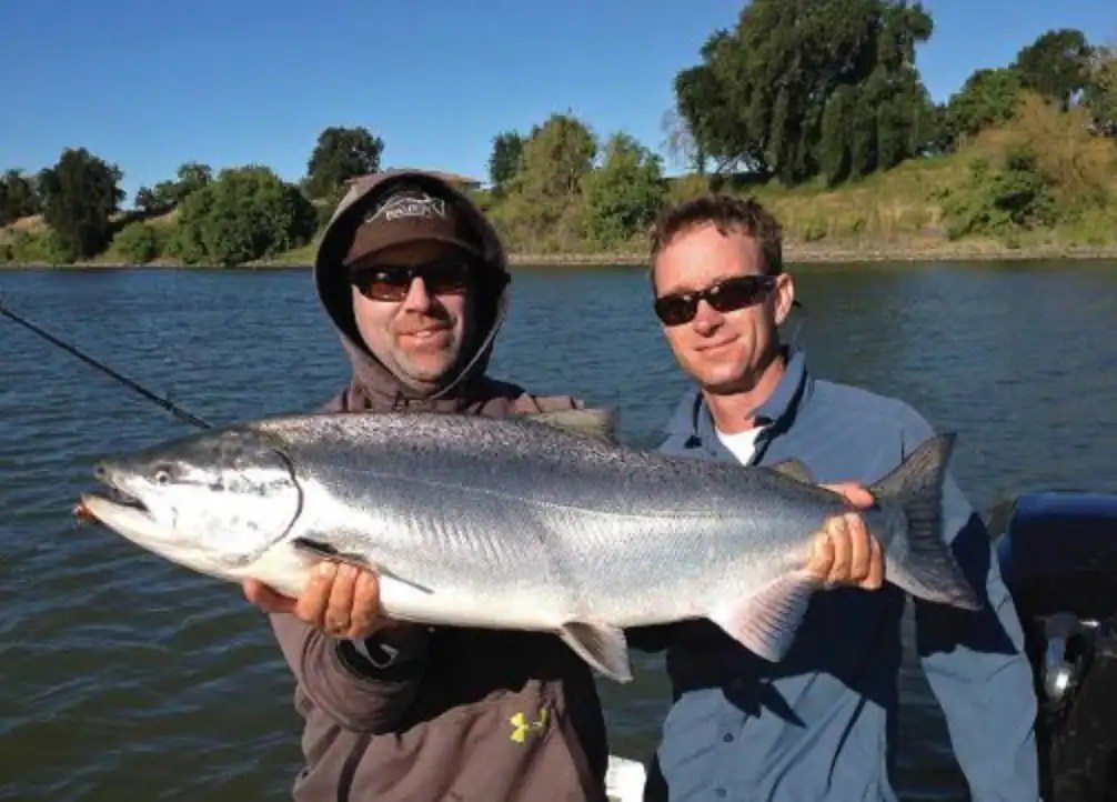 The Strange Feeding Habits of Chinook (King) Salmon The Guide's Forecast