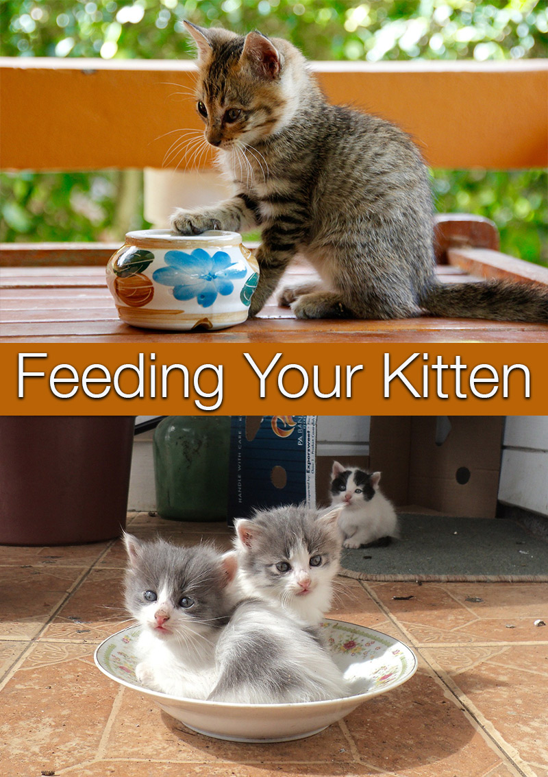 Feeding Your Kitten Helpful Kitten Feeding Schedules And Charts