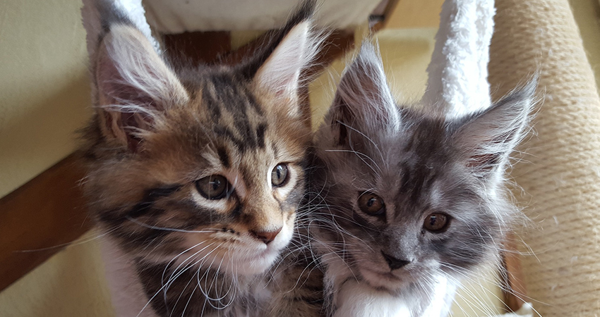 Maine Coon Kittens Choosing And Raising Your Maine Coon The Happy Cat Site
