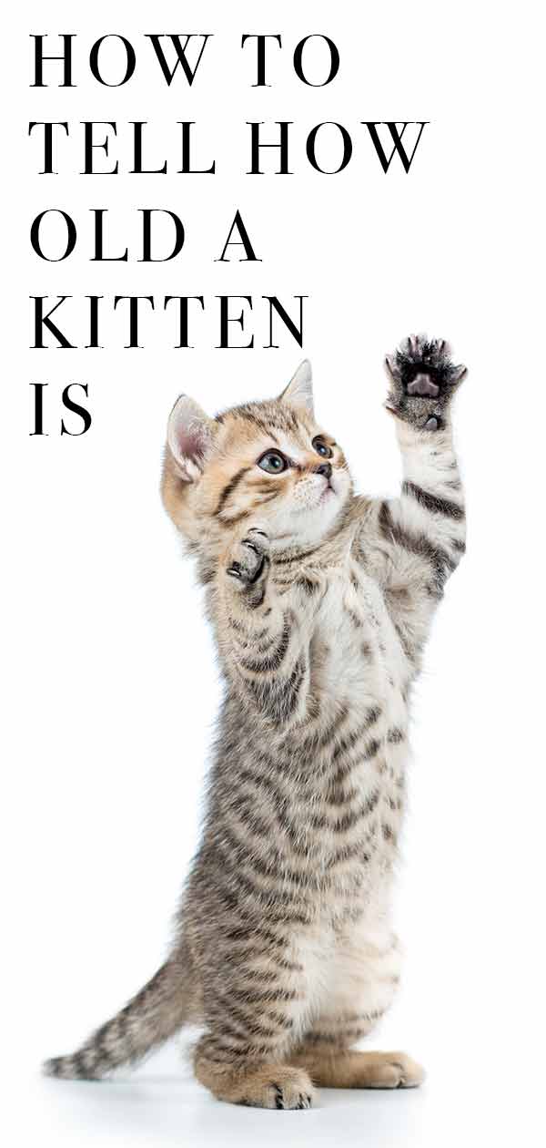 Can you tell if something will weigh more or less than a kitten? How To Tell How Old A Kitten Is Estimating Kitten Age