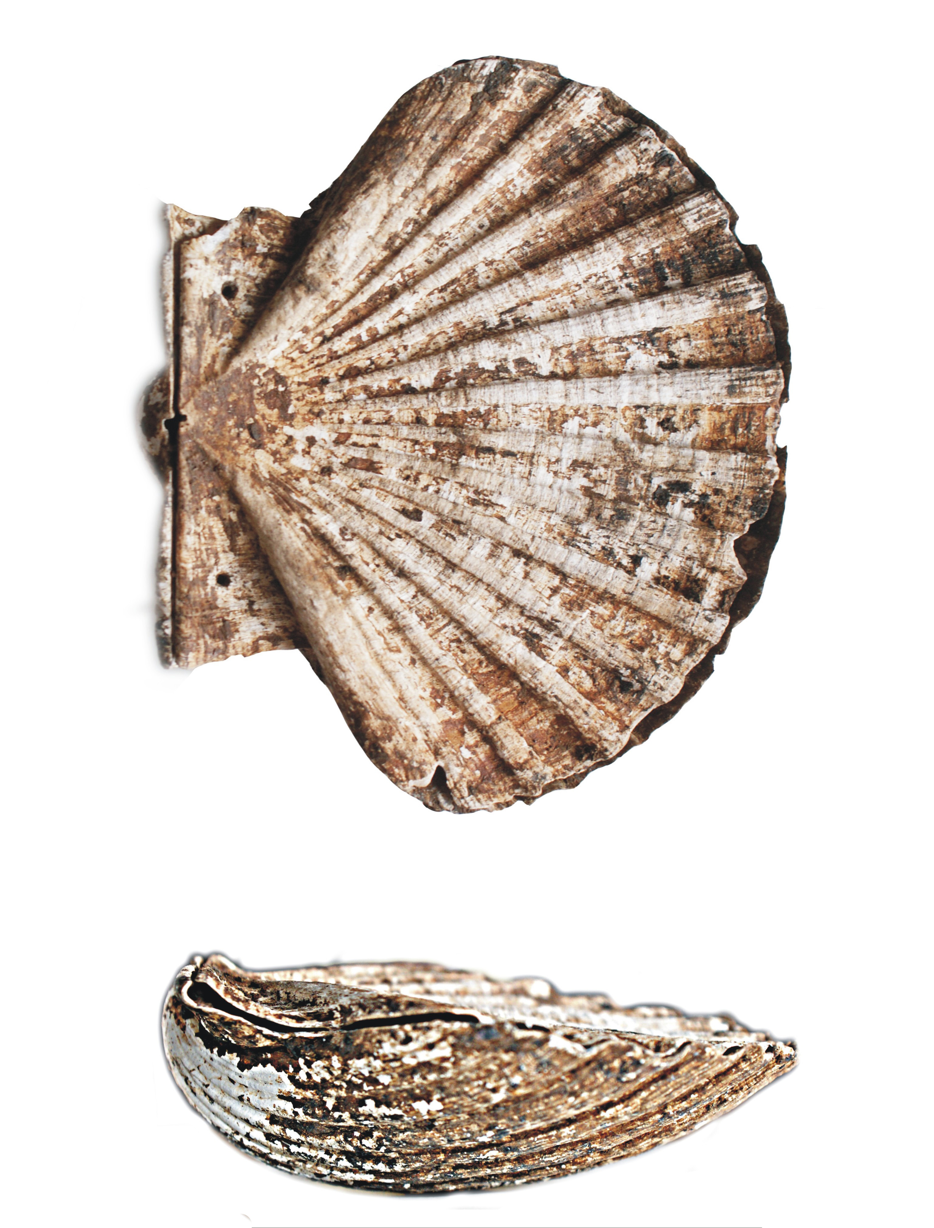 She Sells Sea Shells Kerry Hill Sea Shells Shells She Sells Seashells Research nursing home deficiencies complaints and abuse.