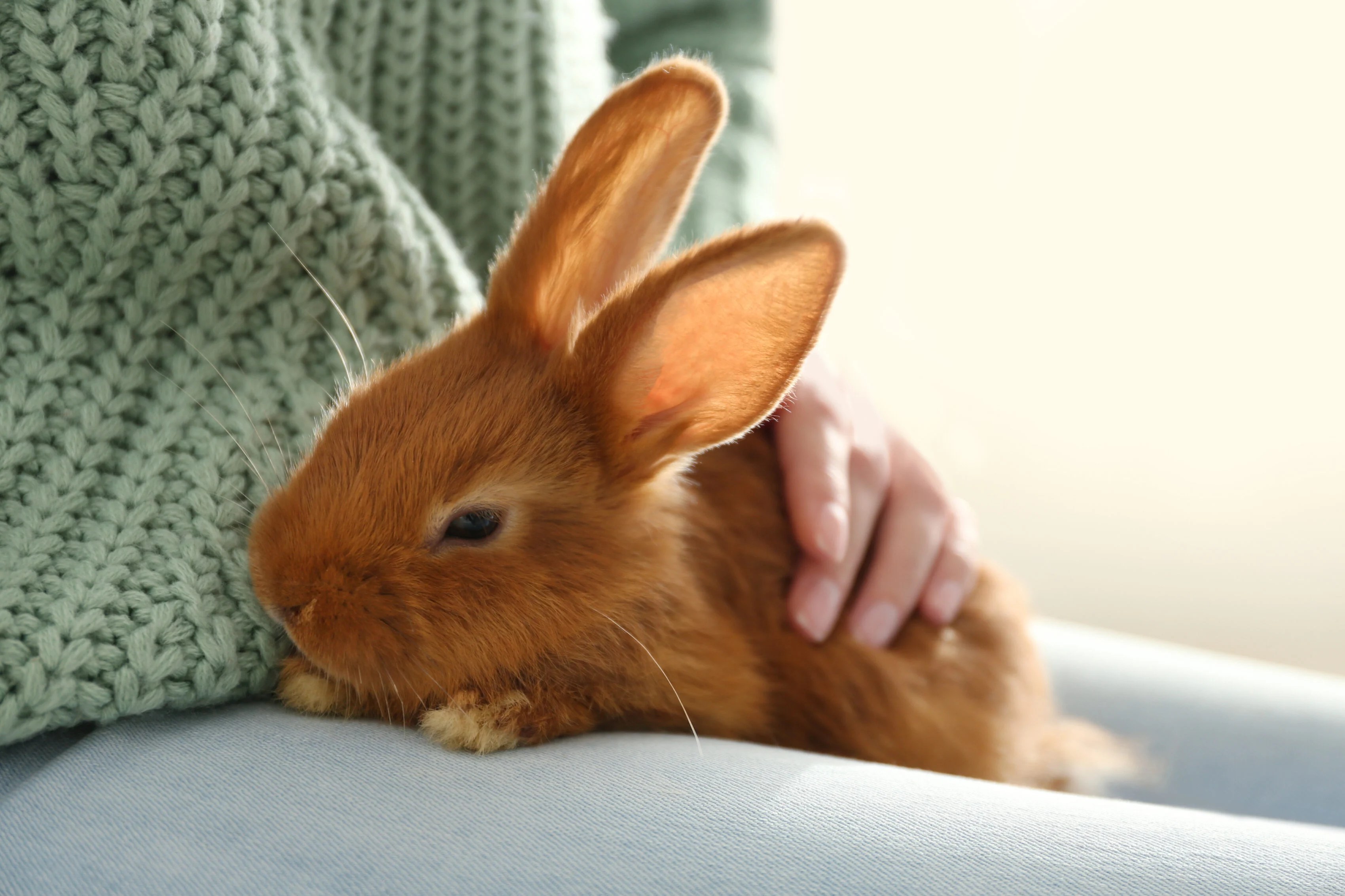 5 reasons why rabbits make good pets