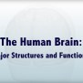 The Human Brain: Major Structures And Functions - The Mind Voyager