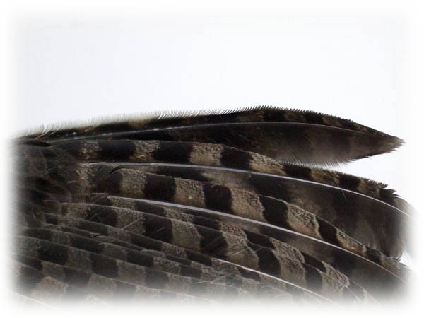 The first is the more obvious; The Modern Apprentice Raptor Feathers