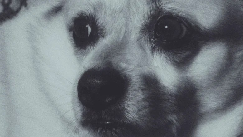 Adeline The Dog! (2026)