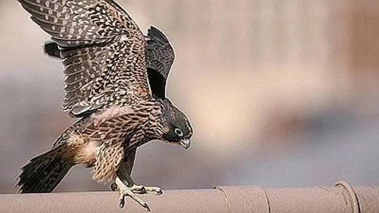 Natural World Season 16 Episode 17 (2020)