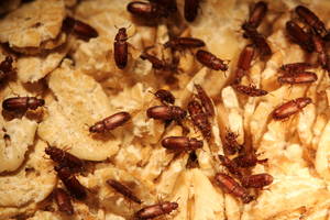red flour beetles