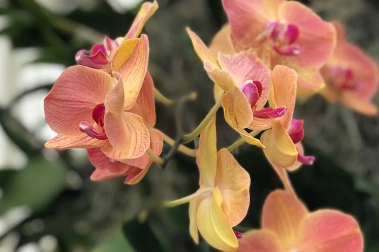 Spring Fling 21 Nyc Orchid Show At The Nybg