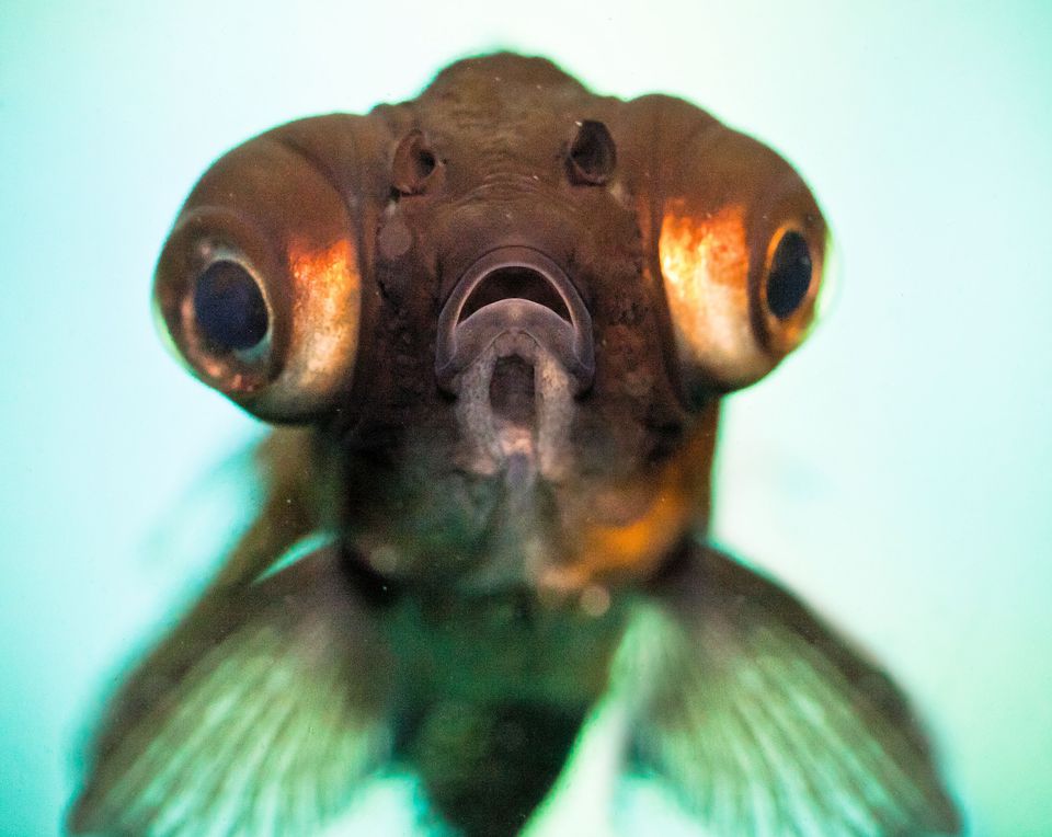Fw Eye Trb Trauma F You will also need to thoroughly clean and disinfect the original tank before you add the fish back to the tank.