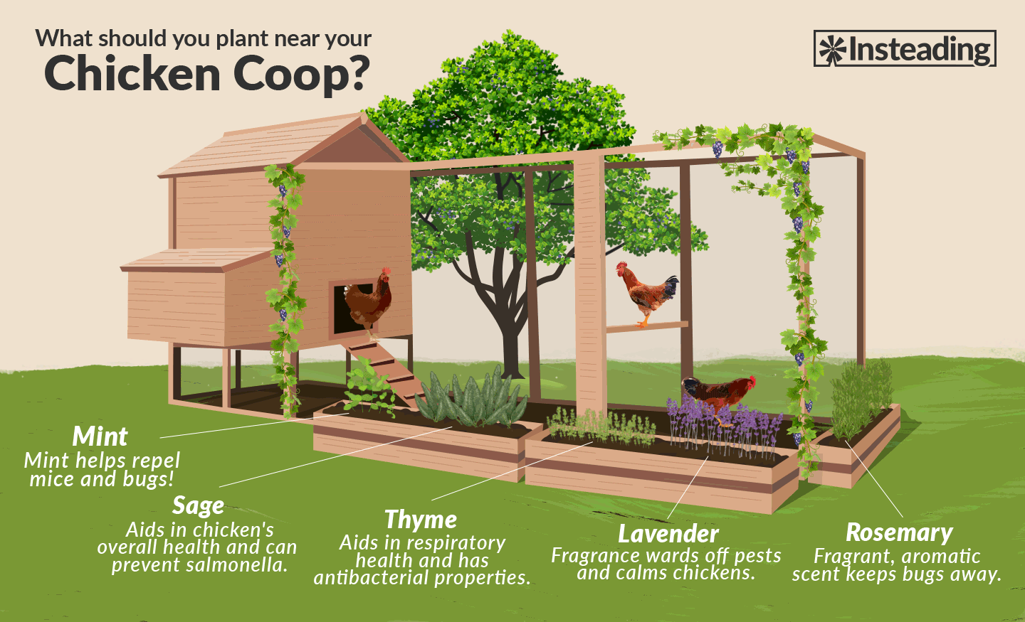 How to Use Herbs for Chickens on the Homestead The Pioneer Chicks