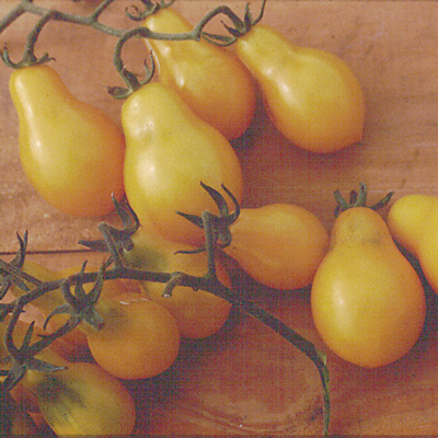 We may earn commission on some of the items you choose to buy. Yellow Pear Tomato - The Plant Lady