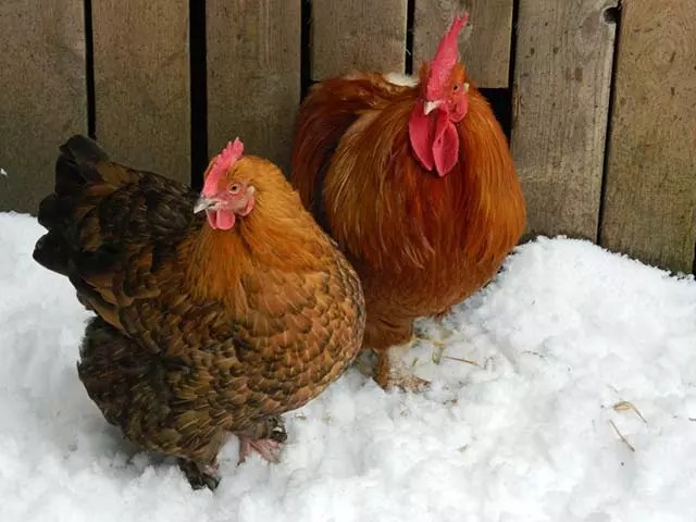 Why Do Chickens Stop Laying Eggs in the Winter The Prepper Journal