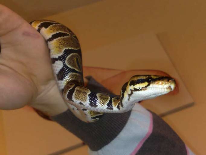 Python Lover Ball Python Are Unballievable For Royal Python Owner - Premium Ocean Art Gallery - Ultra HD