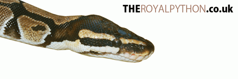 Sutherland Colette Python Royal - Nature Patterns - Premium Full HD Collection