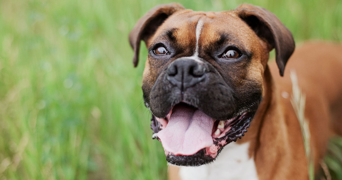 The Cost of Owning A Dog