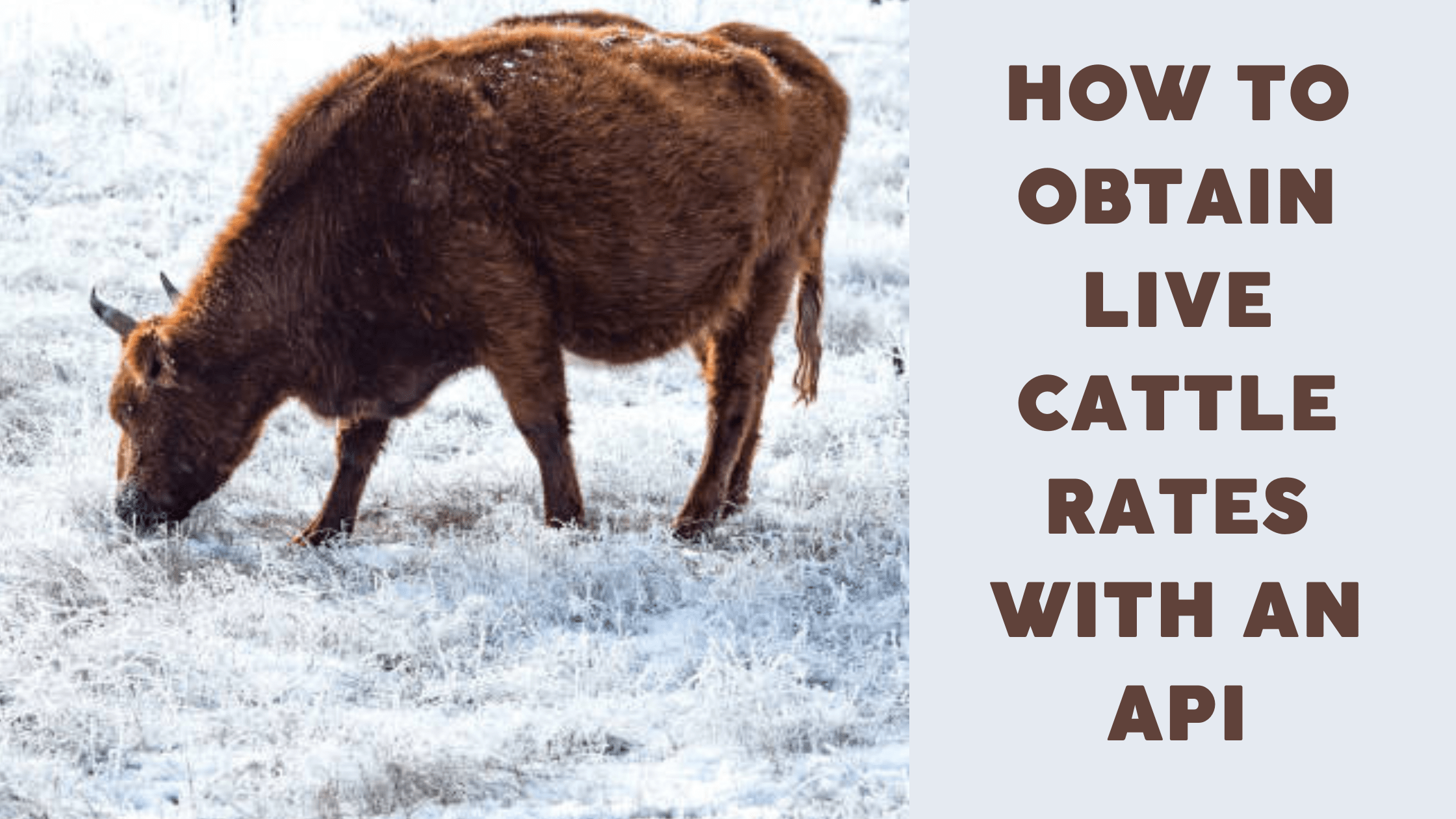 How To Obtain Live Cattle Rates With An API