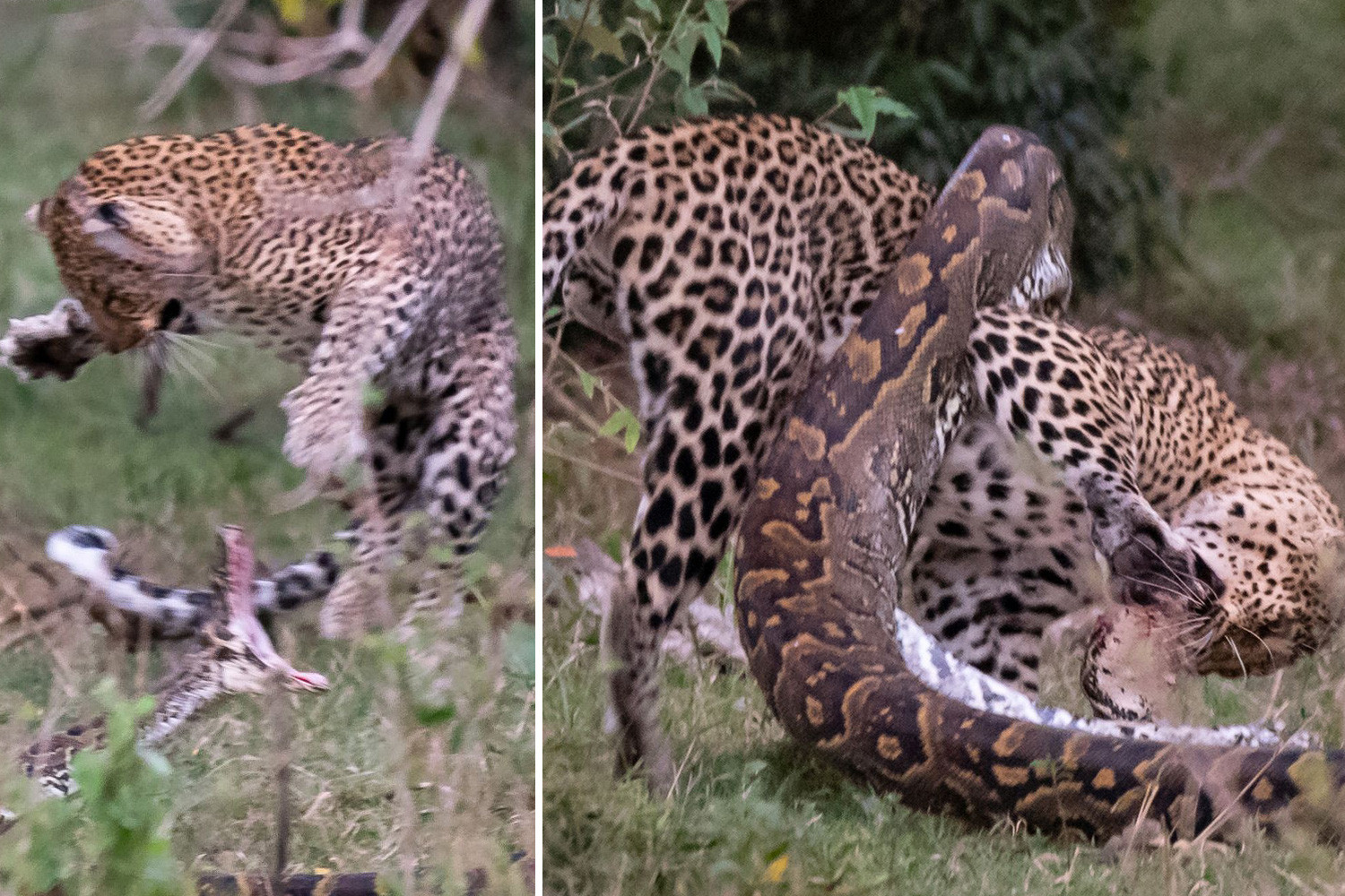 Greedy Python Thought Trying To Eat A Leopard Was A Good Idea It Ended - Best Abstract Designs in 4K