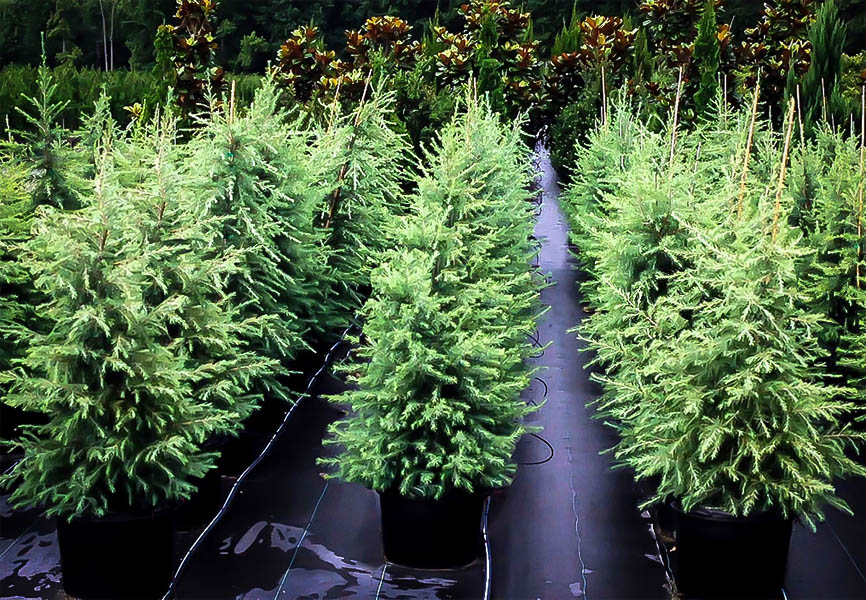 Cedrus Deodara Himalayan Deodar Cedar Trees For Sale