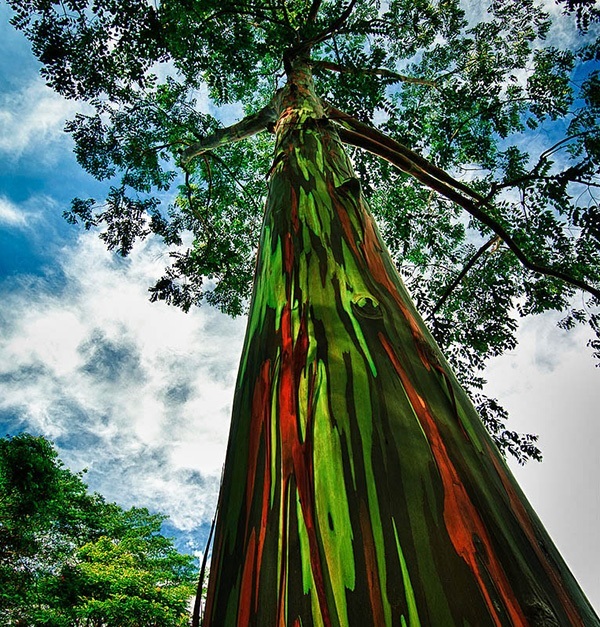 I Am Totally Obsessed With These Rainbow Eucalyptus Trees Hawaii Rainbow Eucalyptus Tree Rainbow Eucalyptus Beautiful Tree