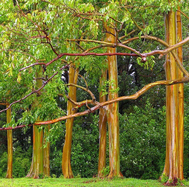 Unlocking The Secret Of The Rainbow Eucalyptus