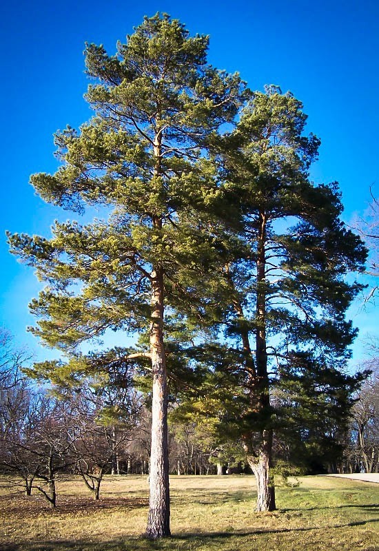 Scots Pine Tree On The Tree Guide At Arborday Org