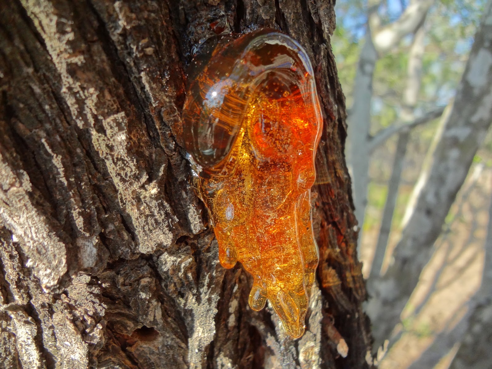 5 Amazing Ways To Use Pine Sap For Emergency Survival