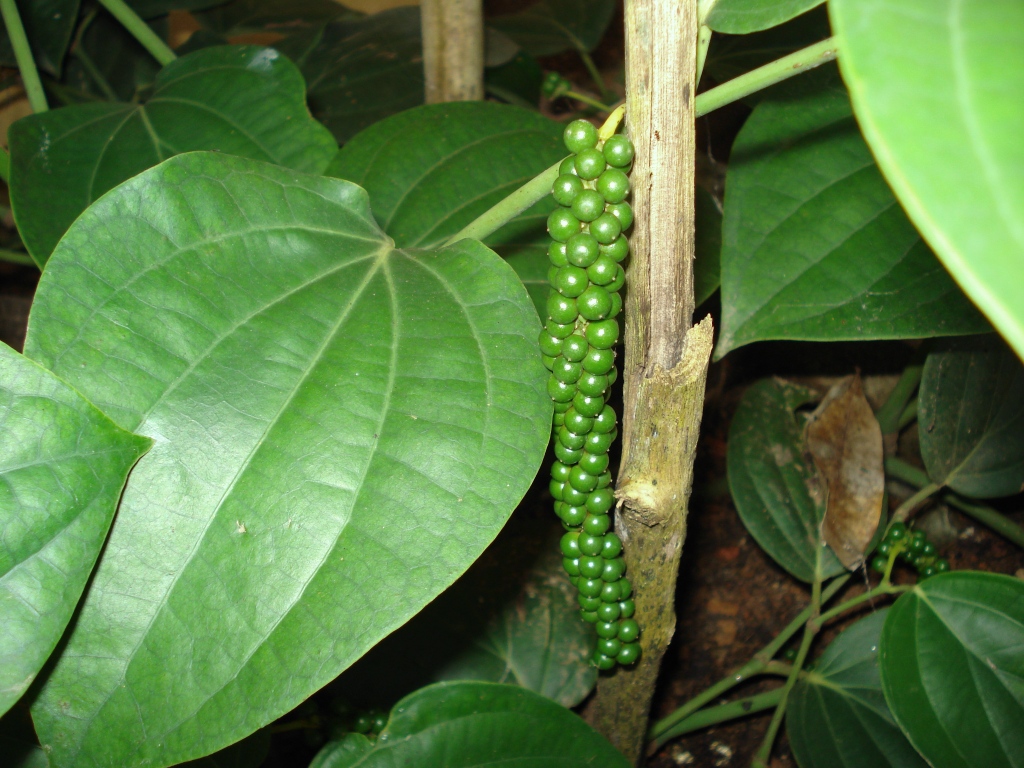 Where does pepper come from?
