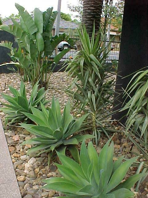 Full sun to light shade.indoors: Yucca - Hello Hello Plants & Garden Supplies