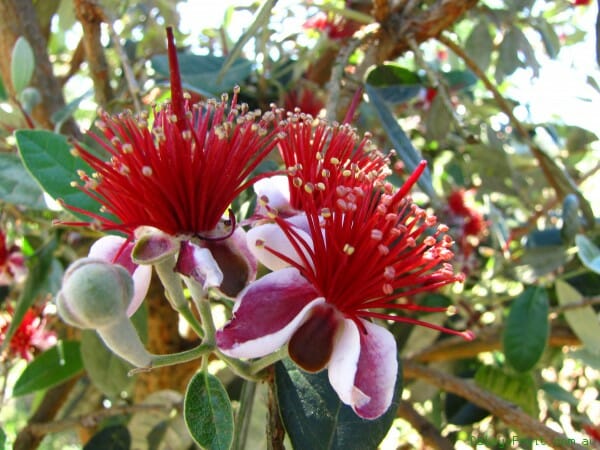 Its leaves have silvery tops and burgundy bottoms. Feijoa Pineapple Guava - Hello Hello Plants & Garden Supplies