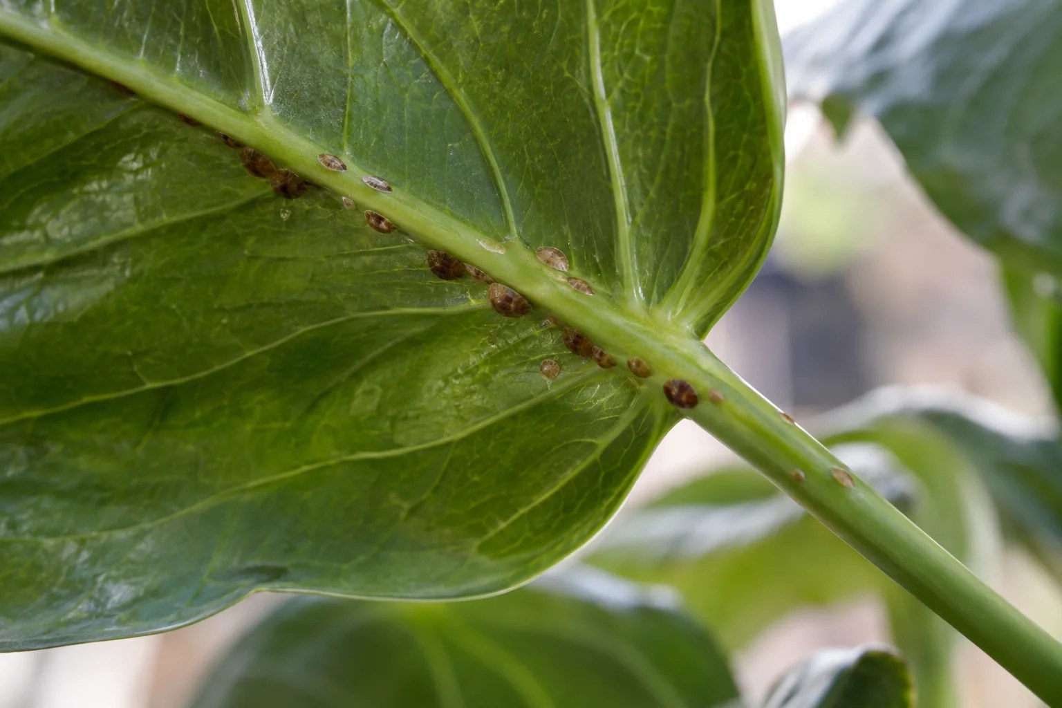 Scale insects attached along a houseplant leaf vein