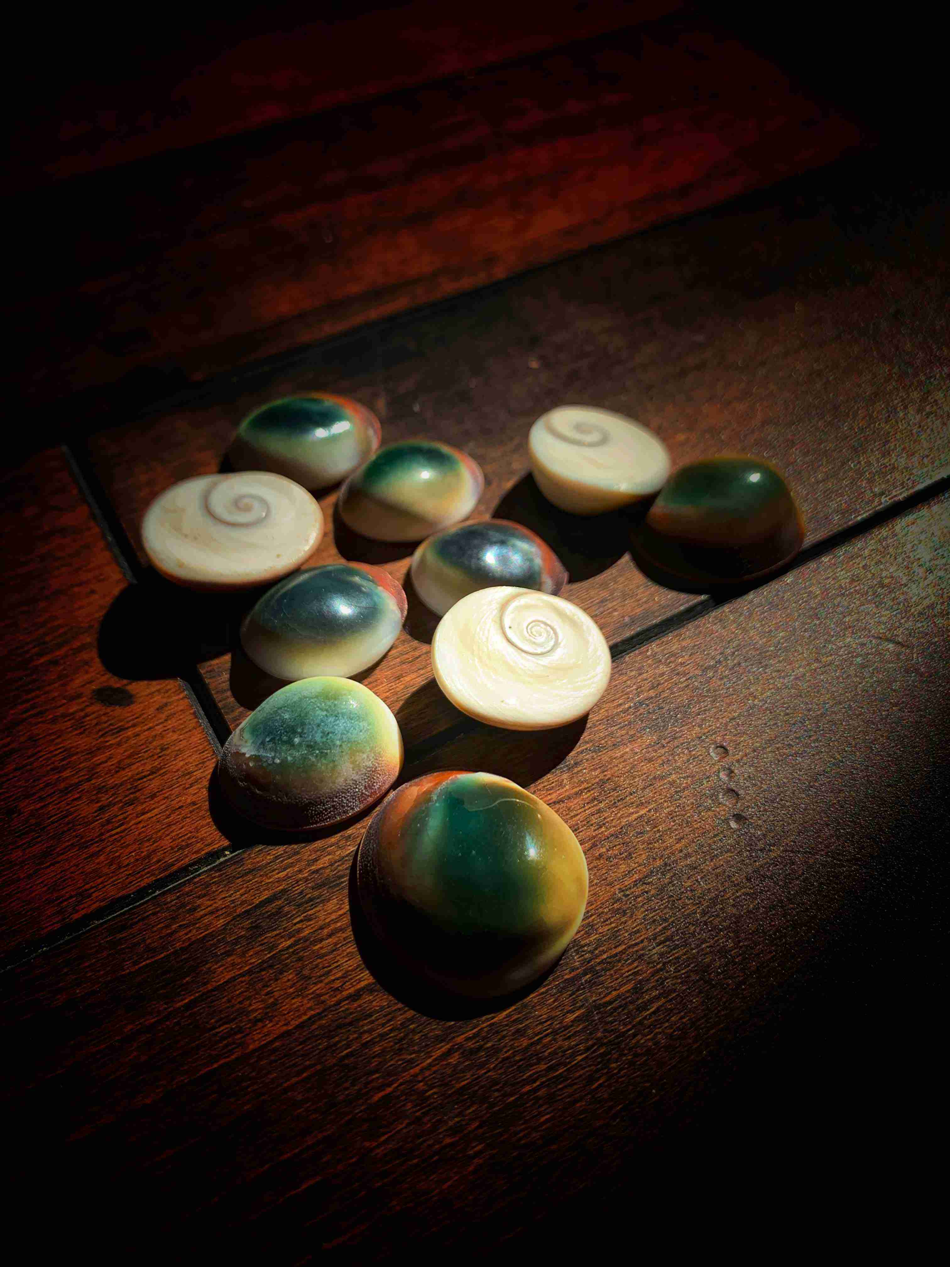 Cat's Eye Shell | TheWitchery.Ca