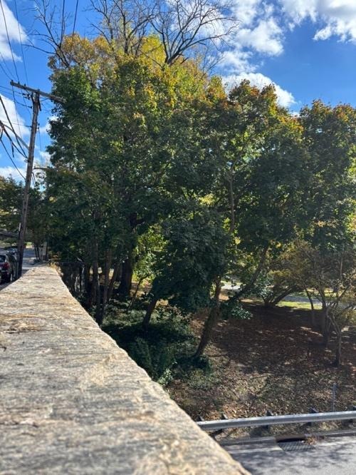 Series: A Tree Grows in Yonkers. Where have all the Ash Trees Gone? The Miserable Maples Don’t Care.