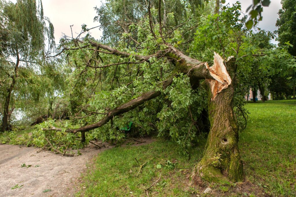 How much does it cost to remove a tree: an essential guide