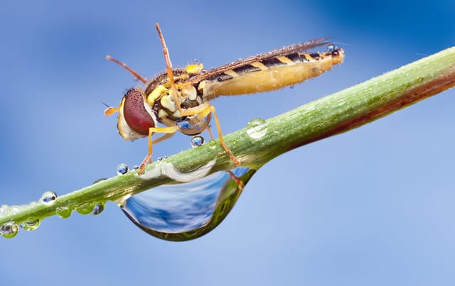 Pakanyog Insect Ondrej Pakan – Insects | inspiration art diary