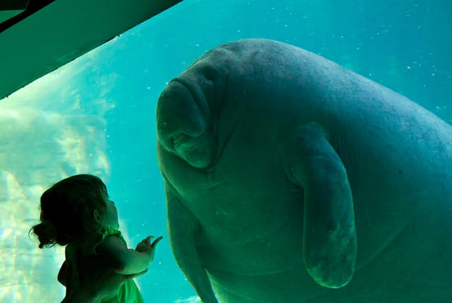 First Contact manatees animals 