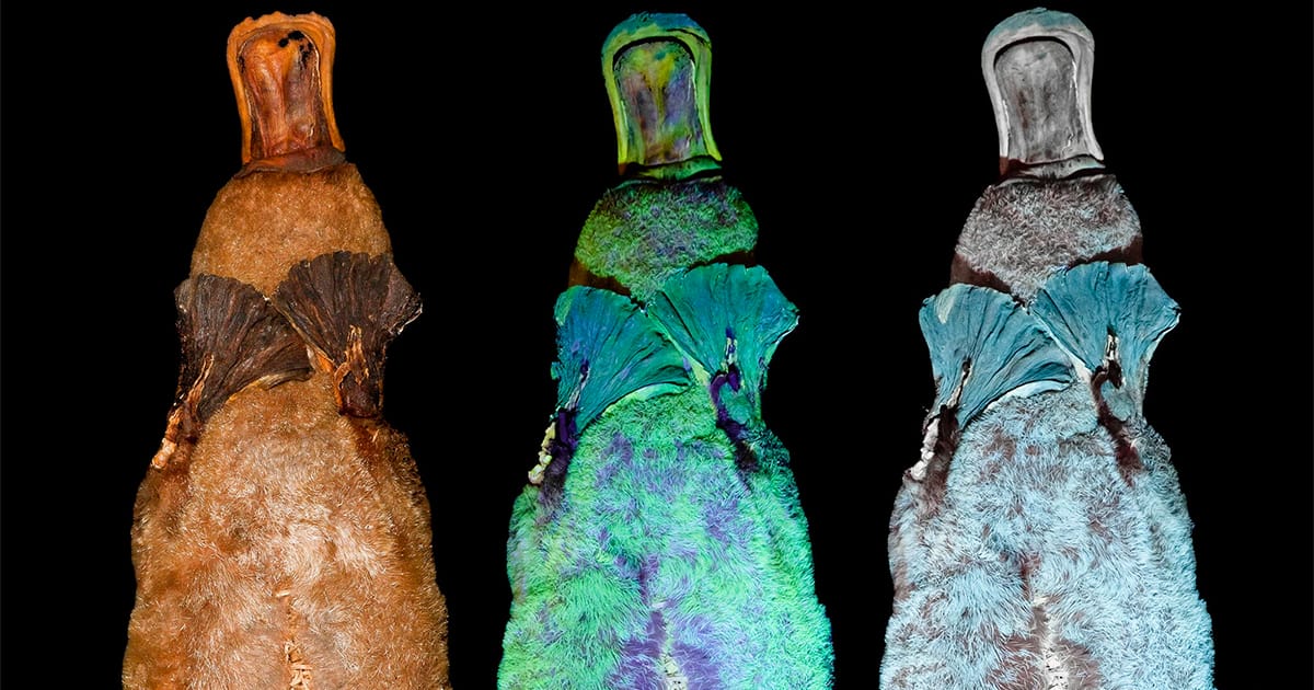 Crosshatching is an extension of hatching, which uses fine parallel lines d. Under Uv Light Platypuses Radiate A Fluorescent Green Blue Hue But Scientists Aren T Sure Why Colossal