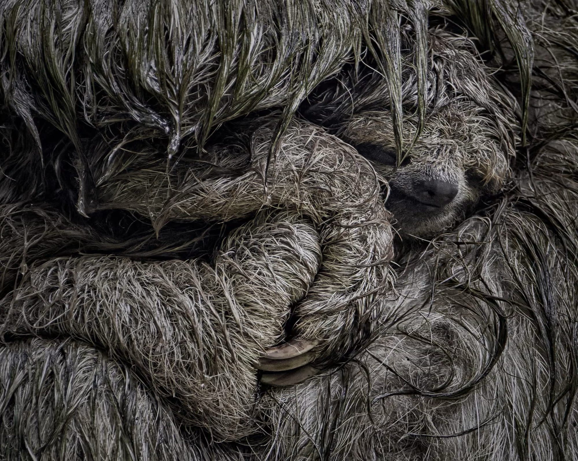 Vote for Wildlife Photographer of the Year 2025! 📸🌍 | See Stunning Nature Photos (2026)